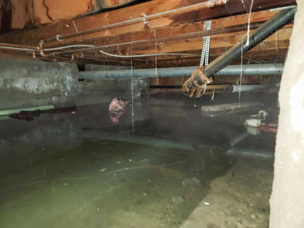 Best Flood damage cleanup  in Alma, GA